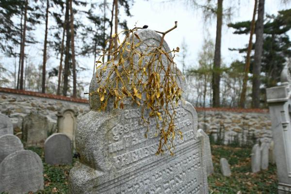 obr. k článku: Židovský hřbitov Pražák, 3