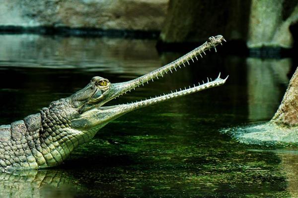 obr. k článku: Krokodýlí ZOO Protivín, 1