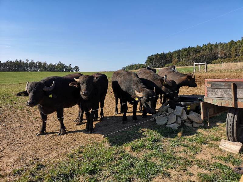 Buvolí farma a sýrárna Ohař: první ekologická farma s buvoly v ČR