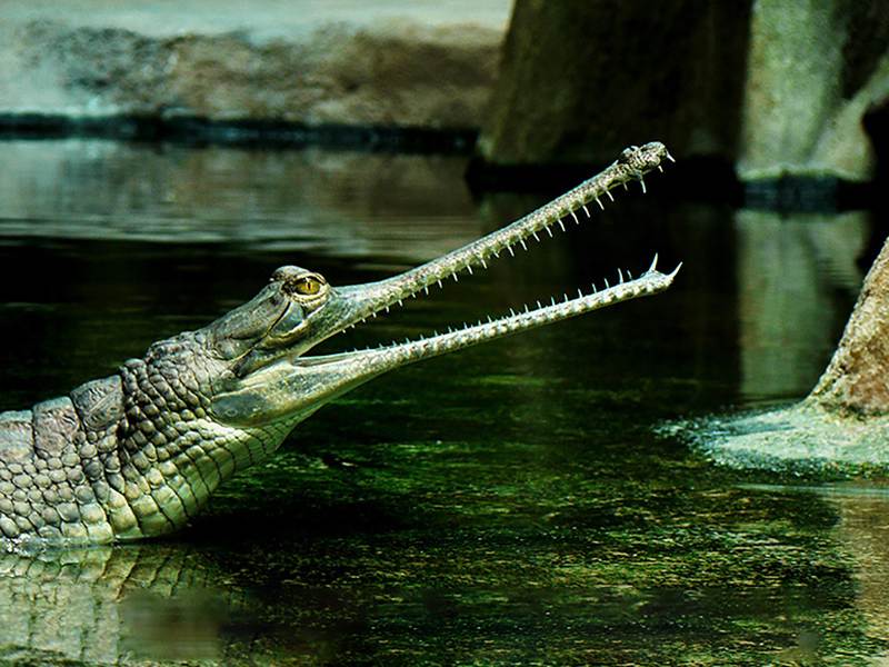 obr. k článku: Krokodýlí ZOO Protivín