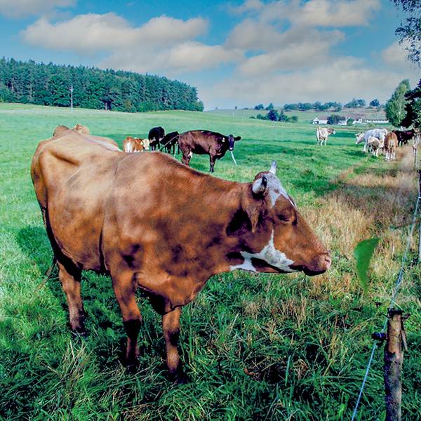 Farma U Bílých: Prodej vyzrálého masa přímo ze dvora