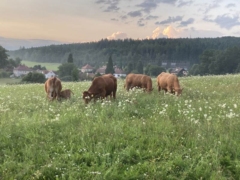 obr. k článku: Farma Semice
