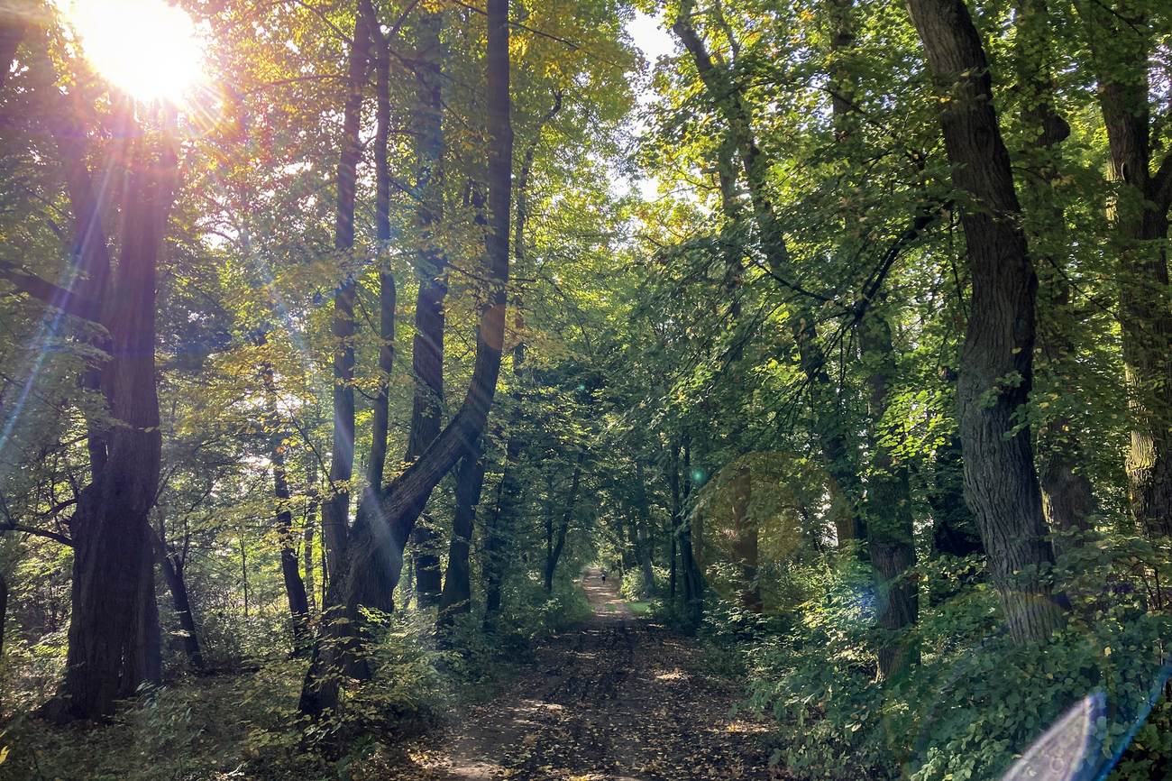 Libějovická alej a barokní skvosty jižních čech