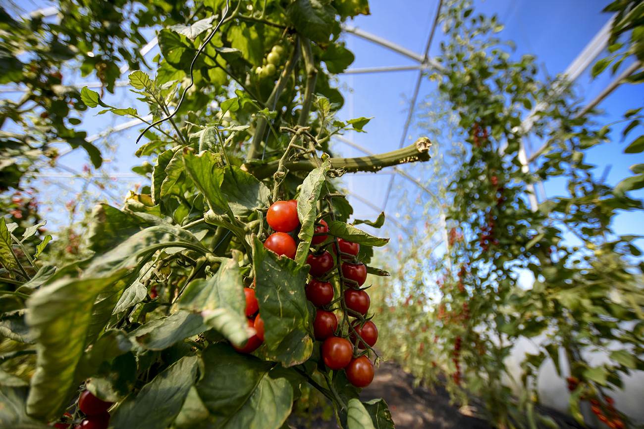 Biofarma Olešná: Lokální zeleninová farma - bez chemie.