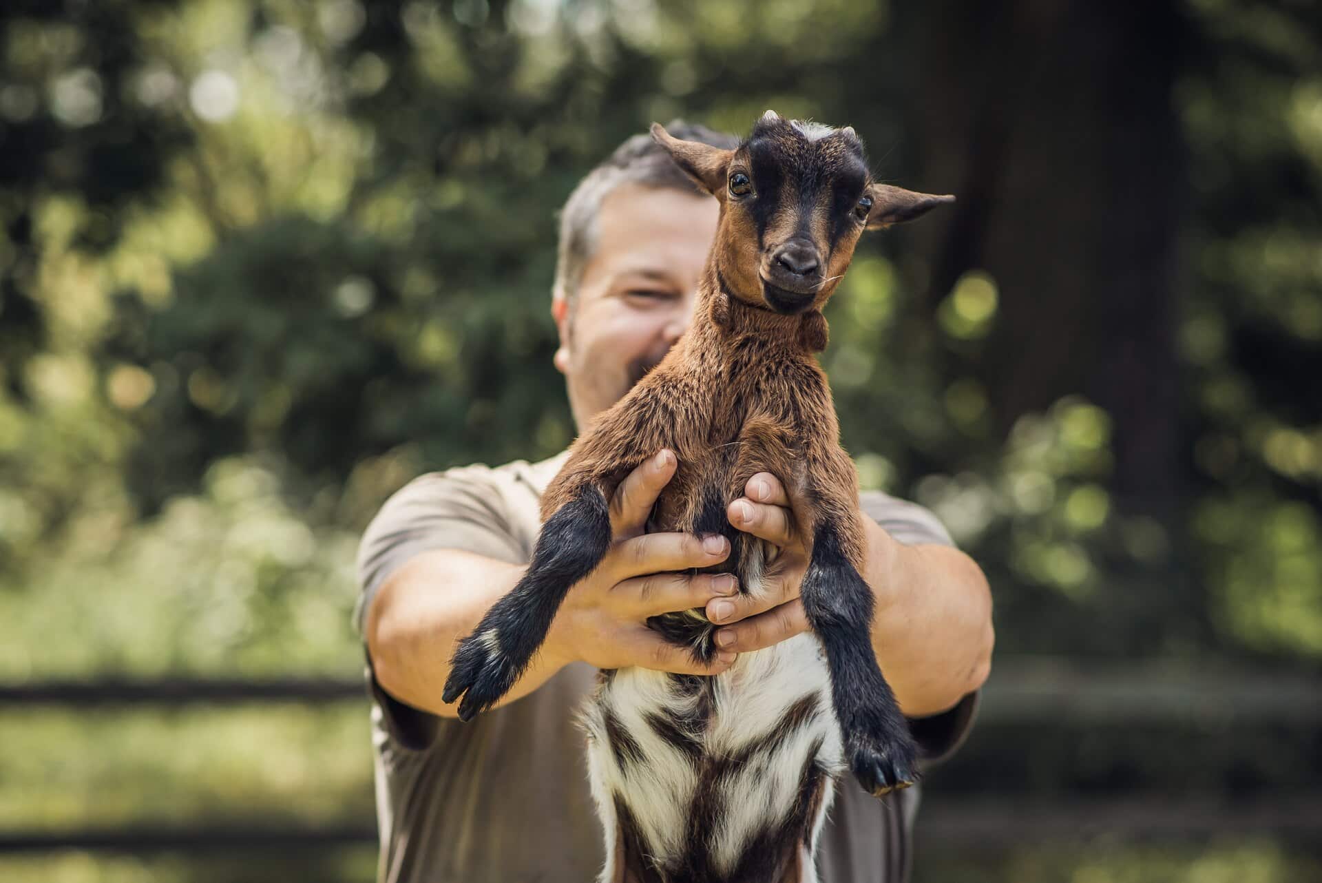 Statek Zelený dub: Zažijte venkovský život a ochutnejte ovčí výrobky