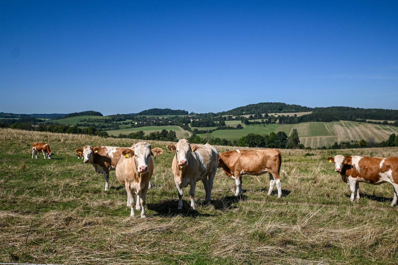 Farma U Bílých: Prodej vyzrálého masa přímo ze dvora