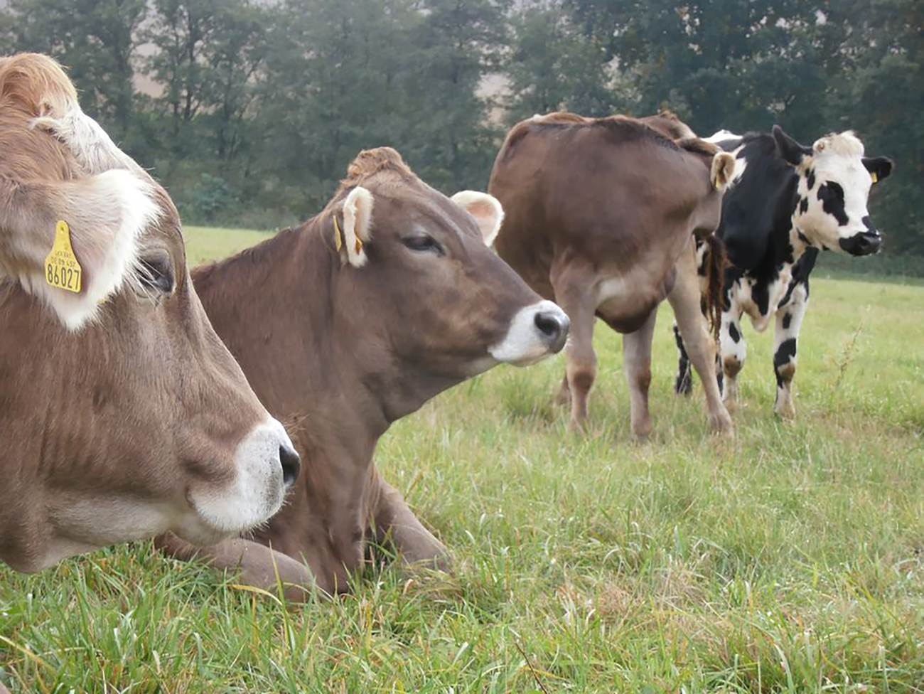 Farma Struhy: Příběh o lásce k mléku a zodpovědnému hospodaření